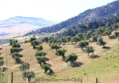 Земля на продажу у города Montecorto Фото