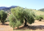 Земля на продажу у города Montecorto Фото