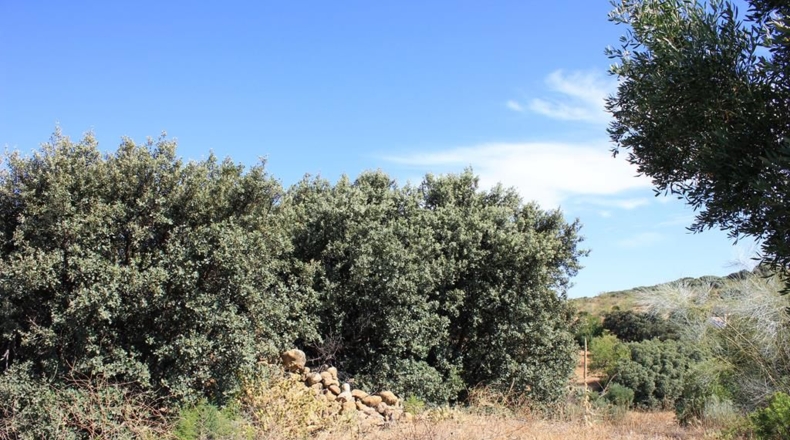 Cádiz - El Gastor - 186163m2