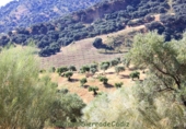 Земля на продажу у города Montecorto Фото