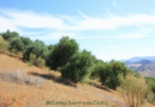 Земля на продажу у города Montecorto Фото