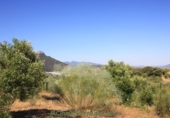 Земля на продажу у города Montecorto Фото
