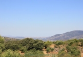 Земля на продажу у города Montecorto Фото