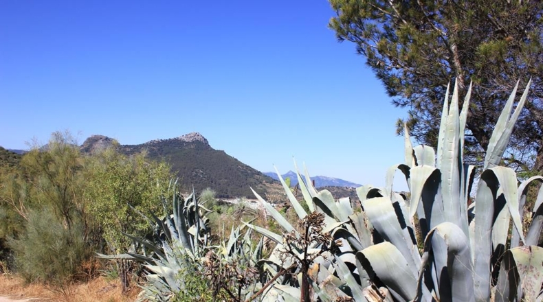 Cádiz - El Gastor - 186163m2