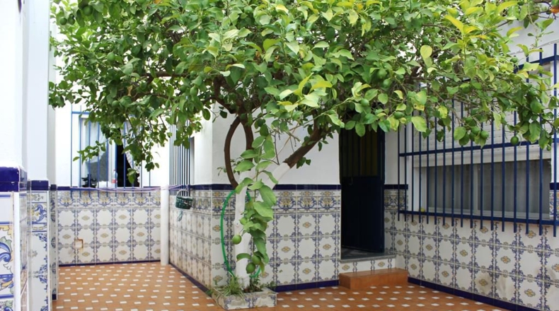 Cádiz - Algodonales - 169m2