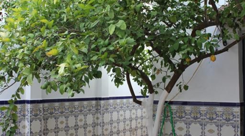 Cádiz - Algodonales - 169m2