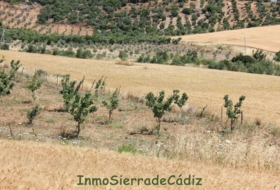 Algodonales 12880&nbsp;m² 