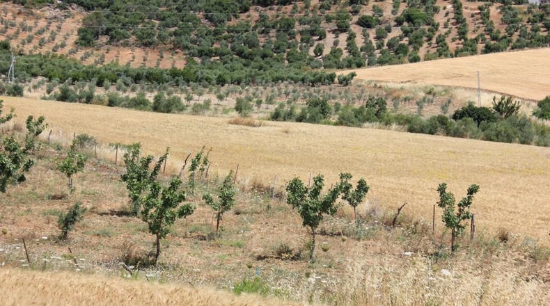 Cádiz - Algodonales - 12880m2