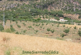 Algodonales 12880&nbsp;m² 