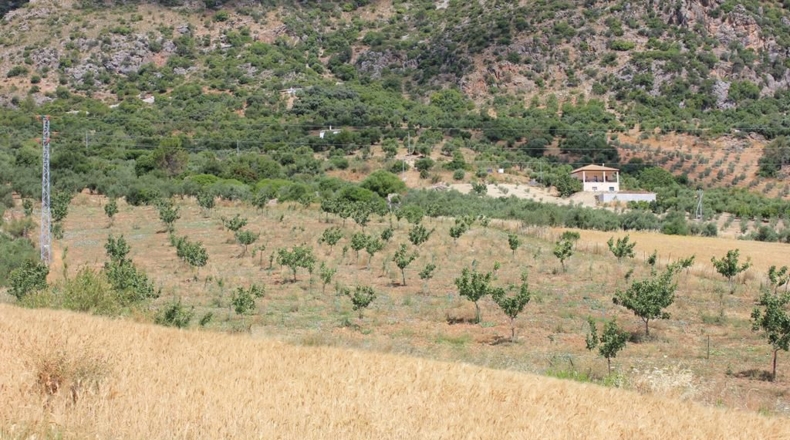 Cádiz - Algodonales - 12880m2