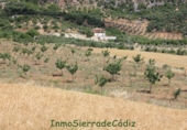 Terreny no urbanitzable en venda a Algodonales ref.: TR185877 foto