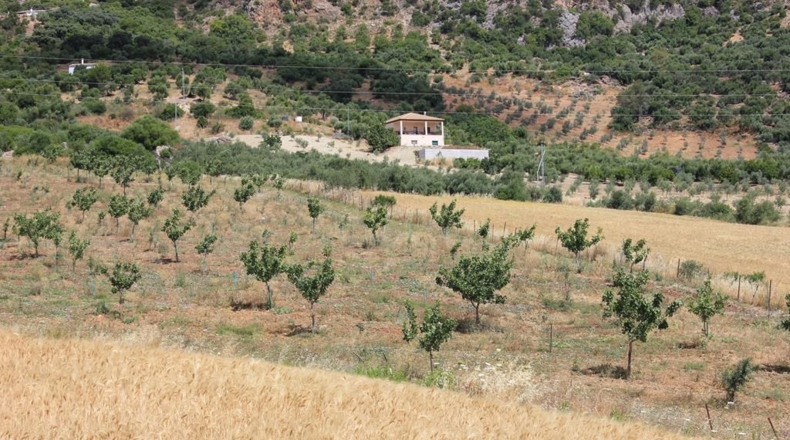 Cádiz - Algodonales - 12880m2