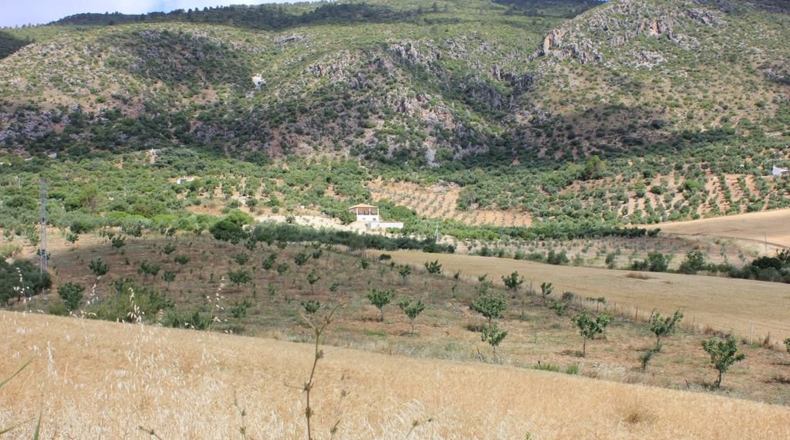 Cádiz - Algodonales - 12880m2
