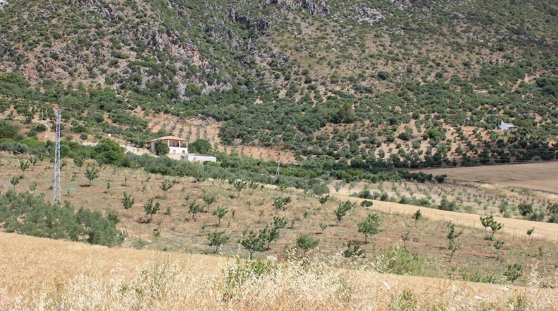Cádiz - Algodonales - 12880m2