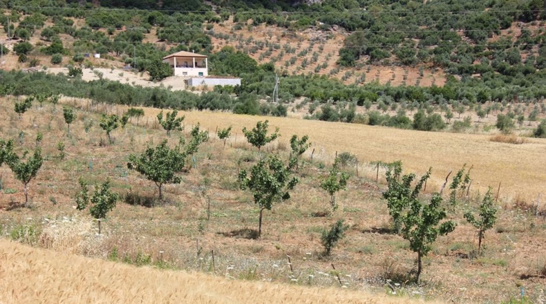 Cádiz - Algodonales - 12880m2