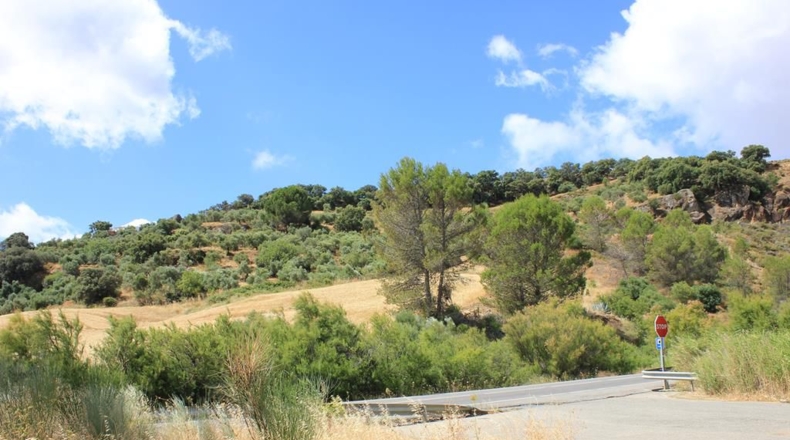 Cádiz - Algodonales - 12880m2