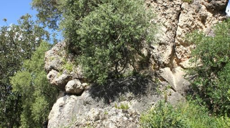 Cádiz - Algodonales - 62026m2