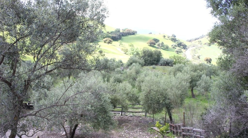 Cádiz - Algodonales - 62026m2