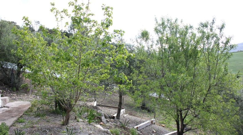 Cádiz - Algodonales - 62026m2