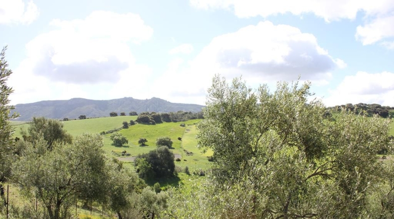 Cádiz - Algodonales - 62026m2