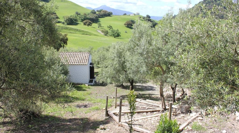 Cádiz - Algodonales - 62026m2