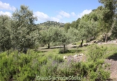 Casa de camp amb terreny en venda a Algodonales ref.: TR353539 foto