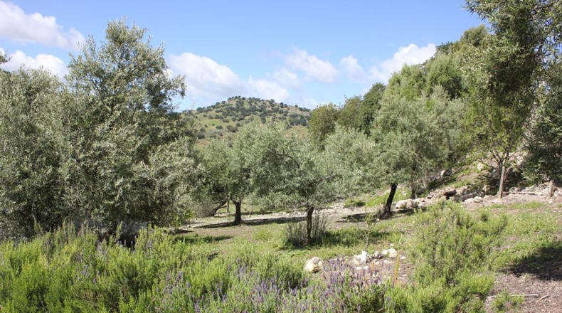 Cádiz - Algodonales - 62026m2