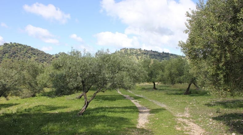 Cádiz - Algodonales - 62026m2