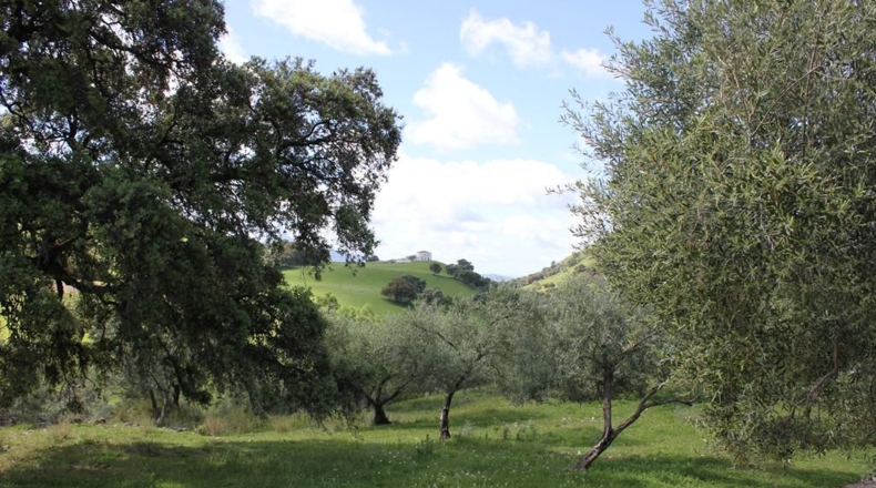 Cádiz - Algodonales - 62026m2