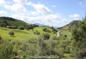 Casa de camp amb terreny en venda a Algodonales ref.: TR353539 foto