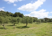 Casa de camp amb terreny en venda a Algodonales ref.: TR353539 foto