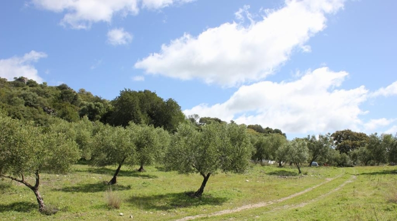 Cádiz - Algodonales - 62026m2