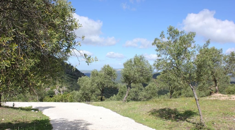 Cádiz - Algodonales - 62026m2