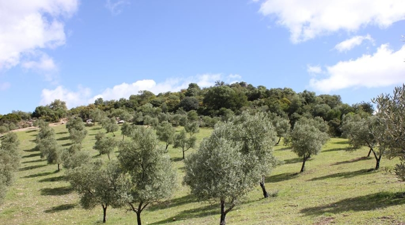 Cádiz - Algodonales - 62026m2