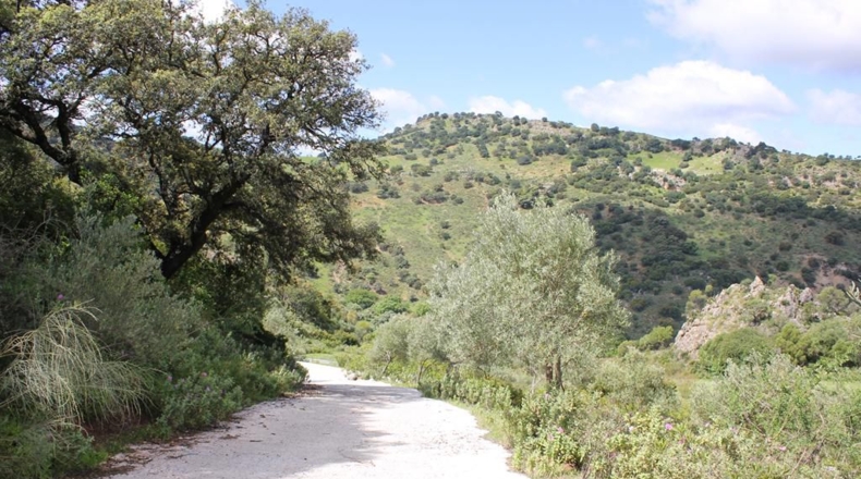 Cádiz - Algodonales - 62026m2