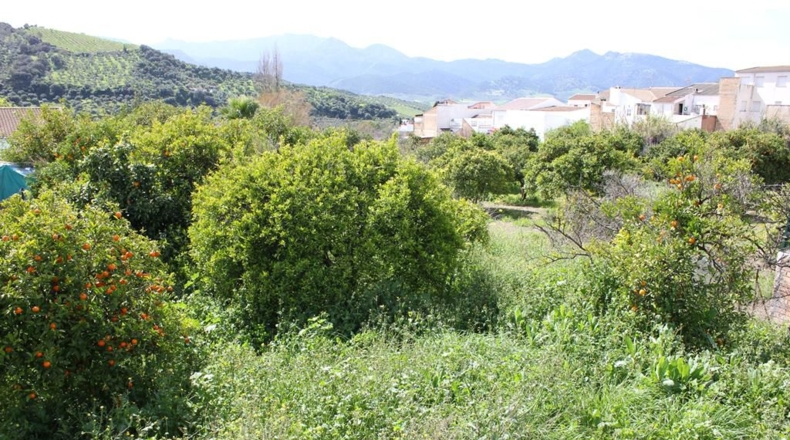 Cádiz - Algodonales - 1306m2