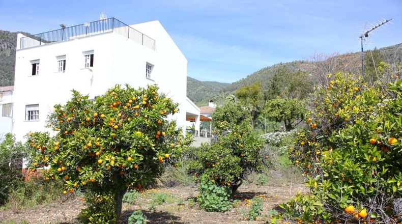 Cádiz - Algodonales - 1306m2