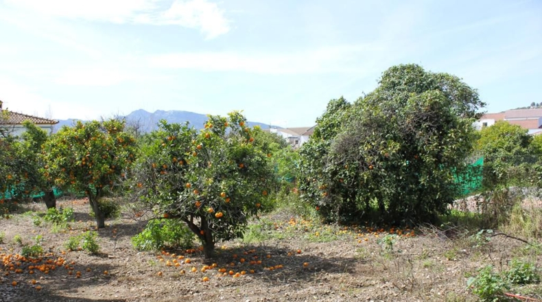 Cádiz - Algodonales - 1306m2