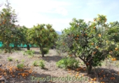 Sòl urbà en venda a Algodonales ref.: TR253513 foto
