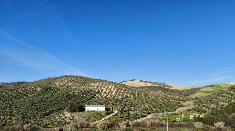 Málaga - Ronda - 128635m2