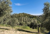 Finca rústica en venda a Ronda ref.: TR279545 foto