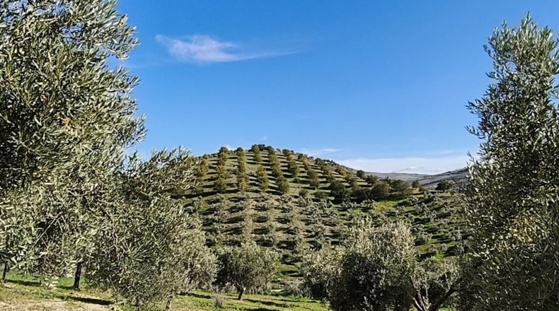 Málaga - Ronda - 128635m2