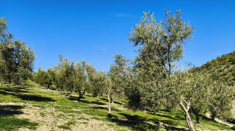 Málaga - Ronda - 128635m2