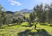 Finca rústica en venda a Ronda ref.: TR279545 foto