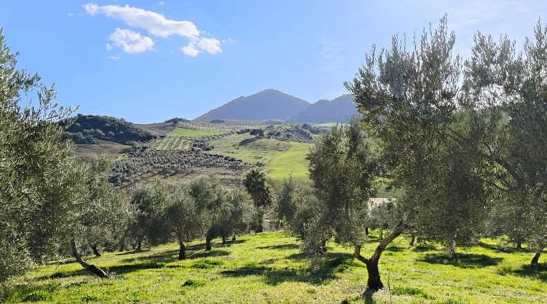 Málaga - Ronda - 128635m2