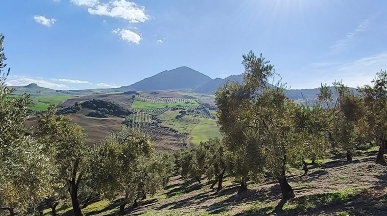 Málaga - Ronda - 128635m2