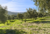Finca rústica en venda a Ronda ref.: TR279545 foto
