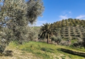 Finca rústica en venda a Ronda ref.: TR279545 foto