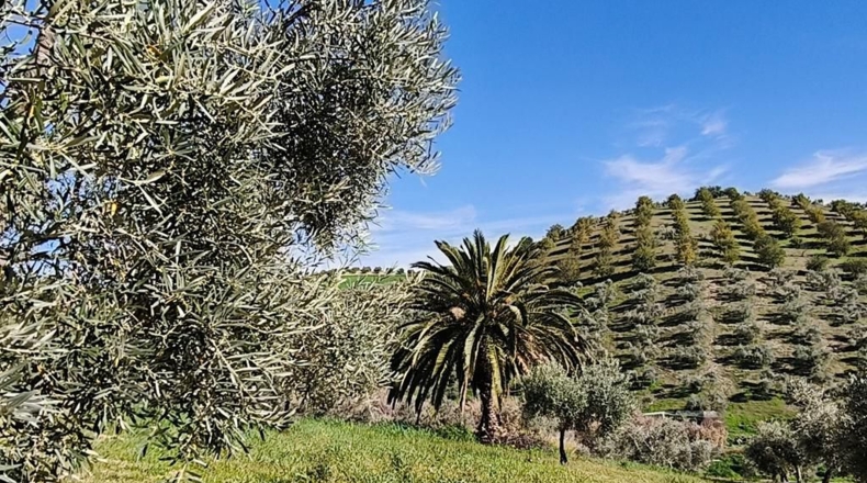 Málaga - Ronda - 128635m2