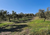 Finca rústica en venda a Ronda ref.: TR279545 foto